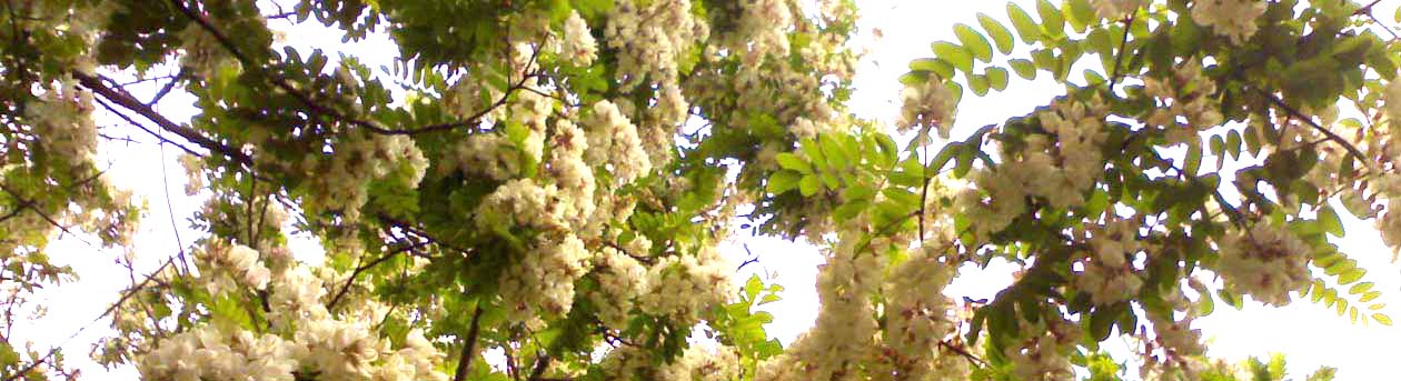 acacia_flowering3199.jpg